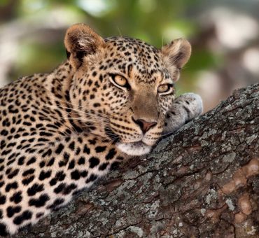 close-up-of-a-leopard-lying-in-branch-of-tree-PV44W69.jpg