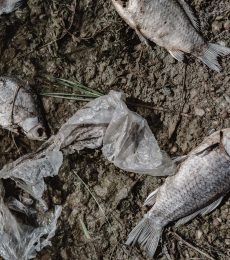 dead-fish-on-the-pond-PF4YAN7.jpg