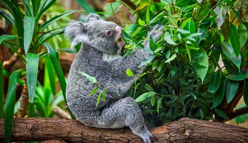 koala-bear-in-the-zoo-PX5YGQL.jpg